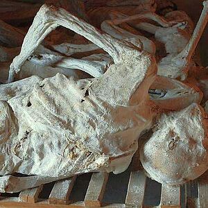 [Translate to Englisch:] Mumifizierte Tote in der Völkermordgedenkstätte Murambi